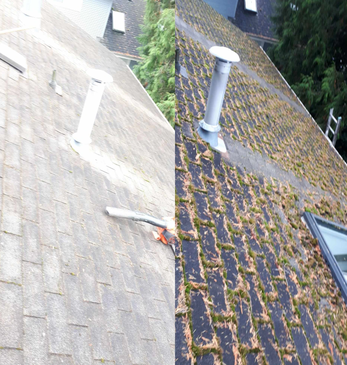 Moss-covered roof before cleaning