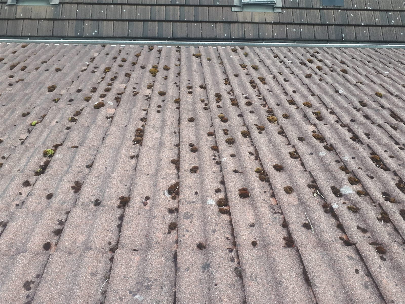 Moss-covered residential roof before cleaning